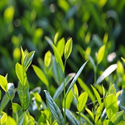 Ⅰ.茶提取物基礎(chǔ)知識【上篇】